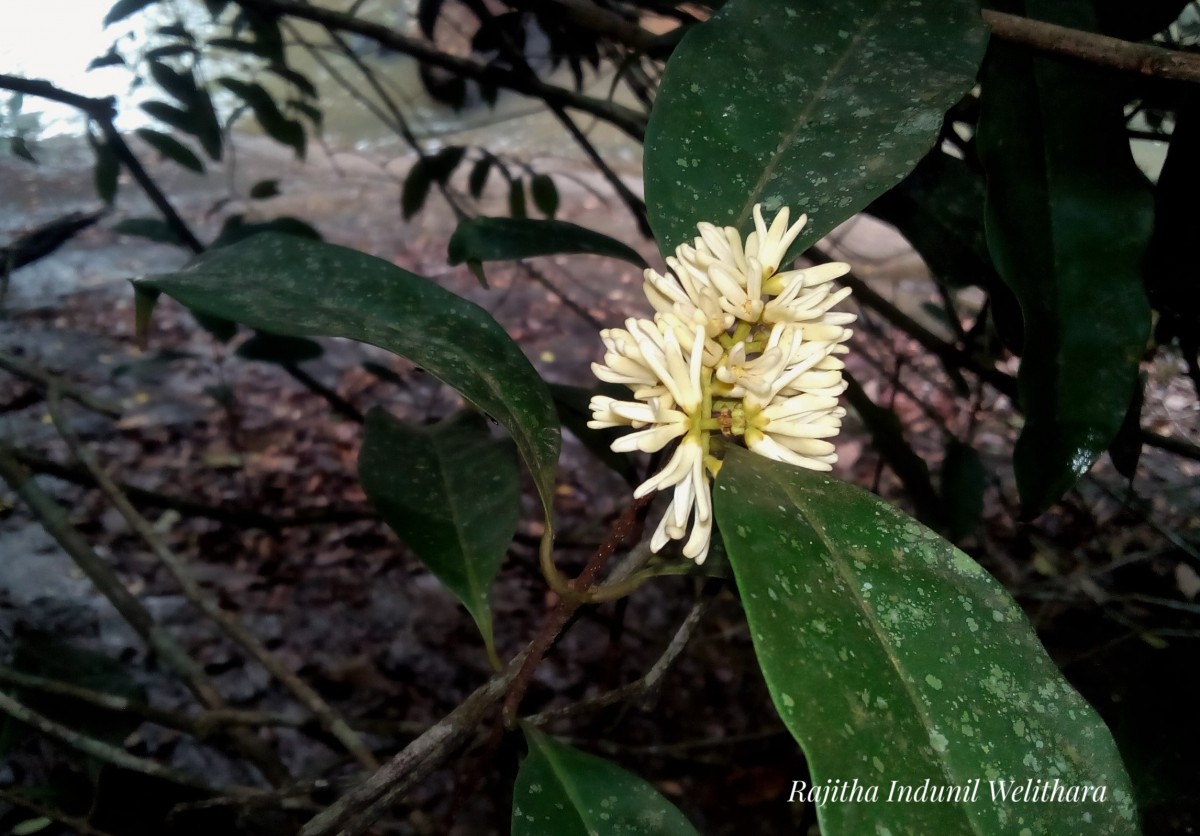 Chionanthus zeylanicus L.